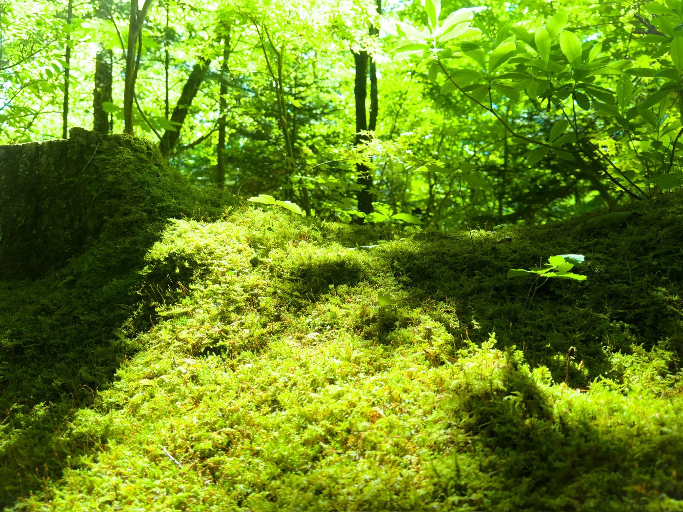 長野県の緑豊かな自然環境